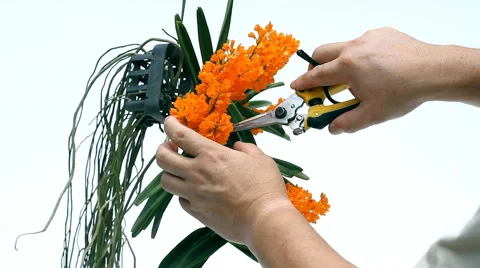 Ascocentrum miniatum Stock Footage 39969870