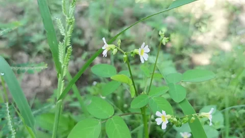 Aseman grass flower Video stock 235707457