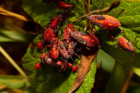 An asexually reproducing colony of red aphids Stock-Fotos