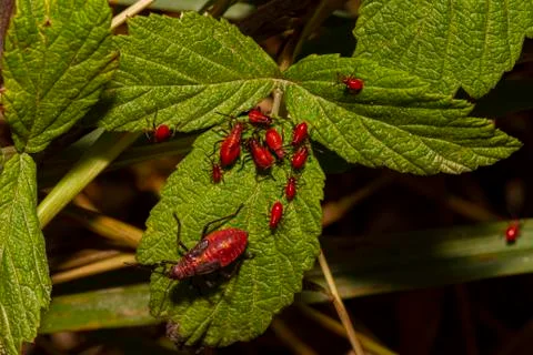 An asexually reproducing colony of red aphids Stock Photos
