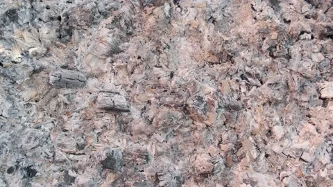 Ash after the burning of a tree Stock Footage 160345321