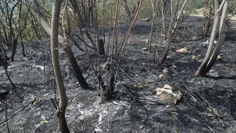 Ash and burnt trees after forest fire Stock Footage 132769206