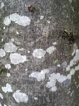 Ash bark Stock Photos