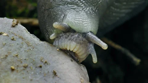 Ash-Black Slug (Limax cinereoniger) eating a mushroom on the forest floor Stock-Footage 332801443