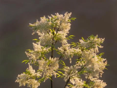 Ash branch full of clusters of white flowers . Gray background Stock Photos