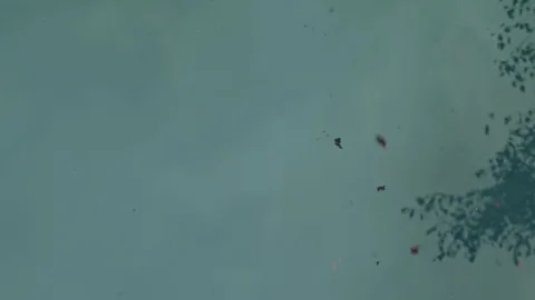 Ash from a campfire flies up into the sky, slow motion Vídeo Stock 80754239