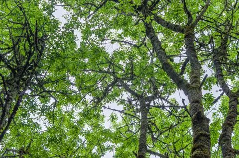 Ash Canopy Stock Photos