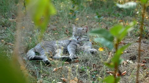 Ash cat rests in the shade of a tree on a hot summer day. Sleep after dinner. Stock Footage 115957940
