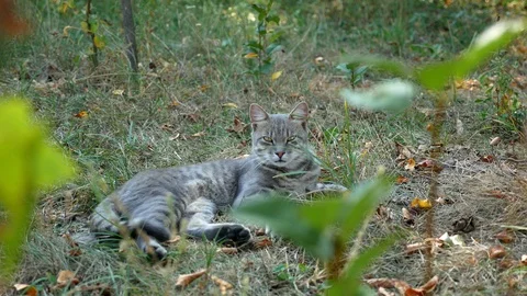 Ash cat rests in the shade of a tree on a hot summer day. Sleep after dinner. Stock Footage 115958026