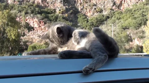 Ash colored cat cleans itself Stock Footage 33271532