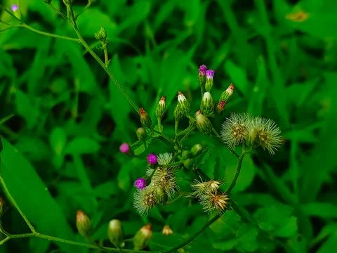 Ash-coloured Fleabane Plant Stock Photos