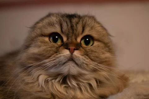 The ash-coloured long-haired cat looks straight to the camera. Foto stock