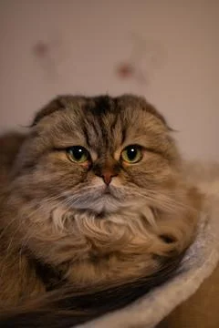 The ash-coloured long-haired cat Foto stock