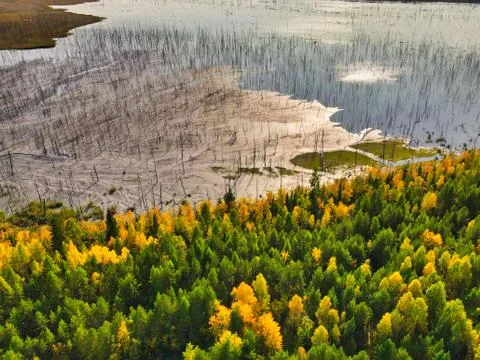 Ash dump in flooded forest Stock Photos