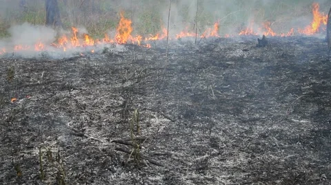 Ash from the fire Stock Footage 50448552