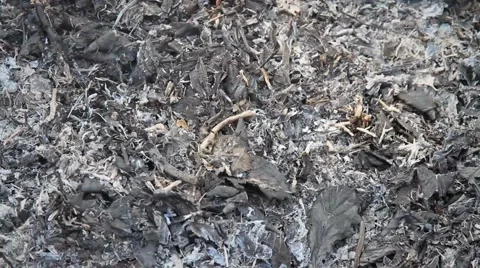Ash from the fire Stock Footage 50448913