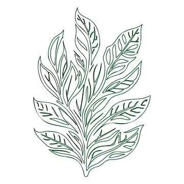 Ash flower outline illustration sketch green Stock Illustration