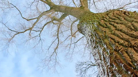 Ash Video stock 978012