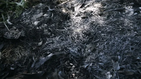 Ash of grass and debris 스톡 동영상 103860232