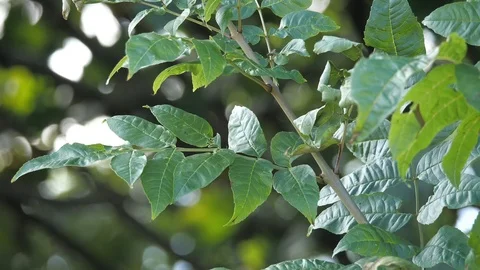 Ash leaf Stock Footage 116490963