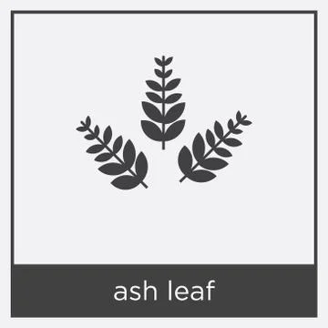 Ash leaf icon isolated on white background Stock Illustration