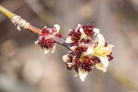 On the ash-leaf maple, the first leaves and shoots opened during the spring a Stock Photos