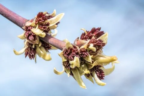On the ash-leaf maple, the first leaves and shoots opened during the spring a Stock Photos