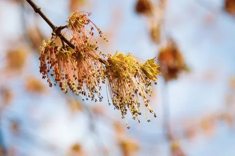 Ash-leaf maple tree blooming in spring Fotos Stock