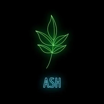 Ash leaf neon sign glowing on black background Stock Illustration