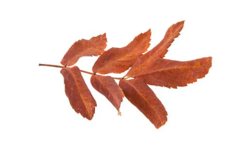 Ash leaf Stock Photos