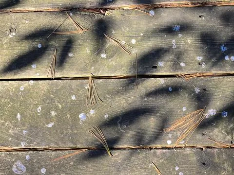 Ash Leaf Shadow Pattern Stock Photos