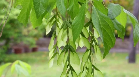 Ash-leaved Maple  Stock Footage 52403225
