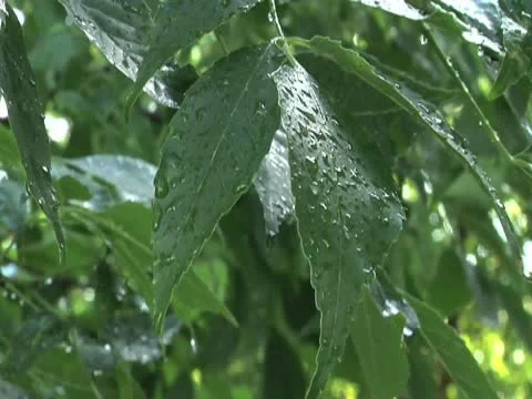 Ash Leaves After Rain 库存影片 10561680