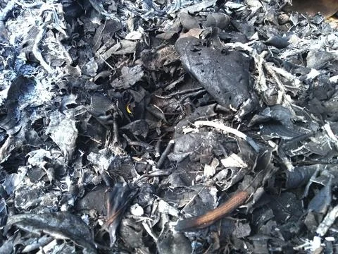 Ash left over from burning forest leaves Stock Photos