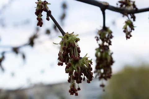 Ash maple flowering Stock Photos