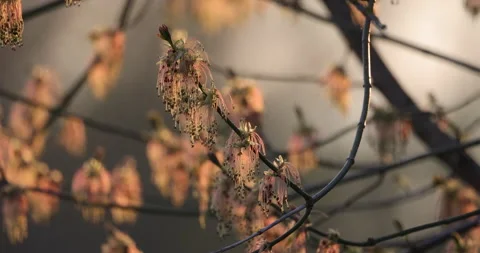 Ash maple in the sunshine, 4K slow motion Stock Footage 168821604