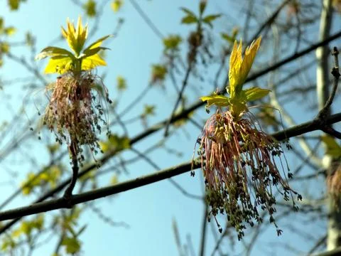 Ash Maple Tree Blooms in Early Spring With Flowers and Seeds in Clear Sky Stock Photos