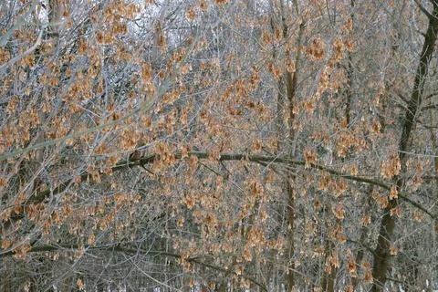 Ash maple. Trees of temperate continental climate.  Stock Photos