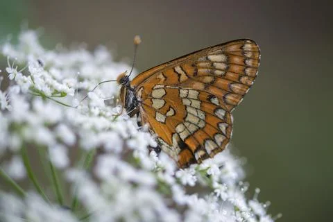 Ash moth, Euphydryas maturna, small maybird, maybird, butterfly, insects, scarce Stock Photos