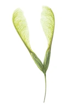 Ash seed Stock Photos