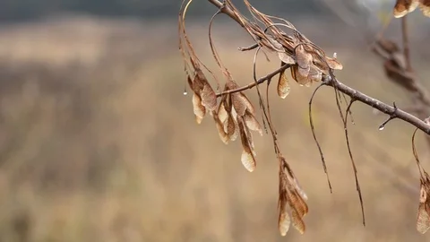 Ash seeds on a branch. Stock Footage 119360792
