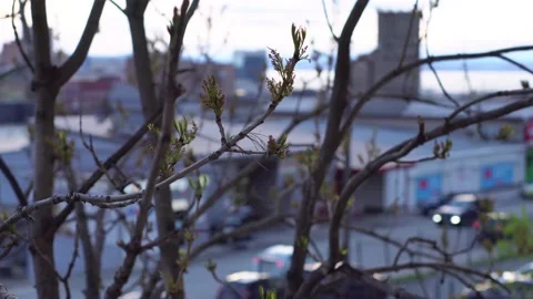 Ash in spring Stock Footage 153835501