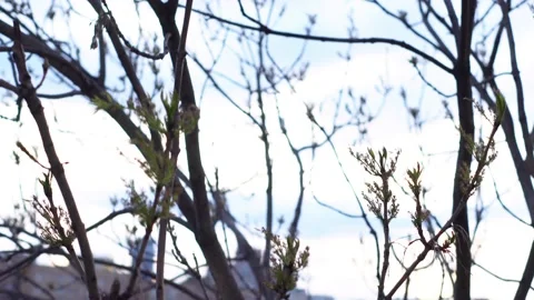 Ash in spring Stock Footage 153835889