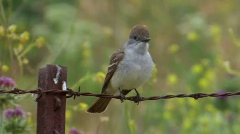 Ash-throated Flycatcher Stock Footage 282191