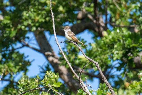 Ash-throated Flycatcher Stock Photos