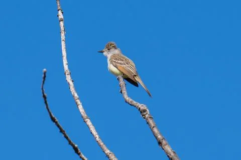 Ash-throated Flycatcher Stock Photos