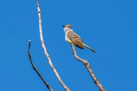 Ash-throated Flycatcher Stock Photos