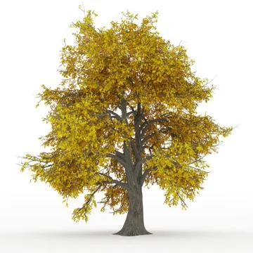 Ash tree in 100mpix Stock Photos