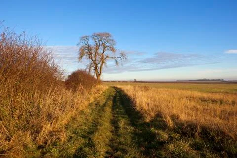 Ash tree and footpath Stock Photos