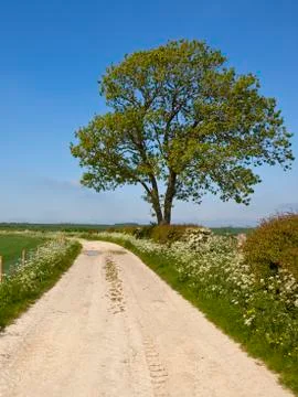 Ash tree and limestone track Stock Photos